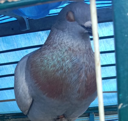 Joyoboyo